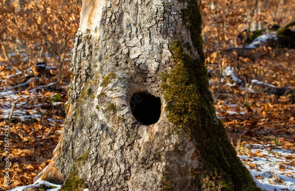 Fototapeta A close-up with a hollow in the trunk of a tree