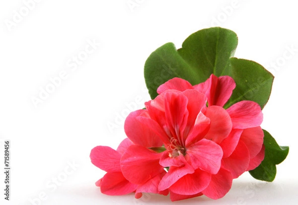 Obraz Kwiaty pelargonium
