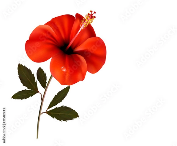 Fototapeta Beautiful red flower background with space for your text. Vector