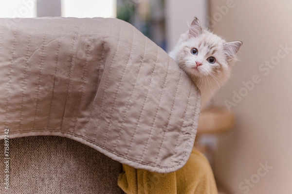 Fototapeta Mały kot rasy ragdoll. Kocię ragdoll. Mały kot. Mały kotek. Młody kot rasowy. Rasowe koty. Młody biały szary kot. Kot z niebieskimi oczami. Niebieskie oczy u kota. 