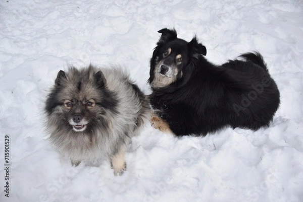 Fototapeta keeshond dog playing in snow