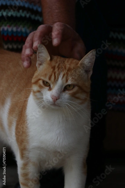 Fototapeta portrait of a cat