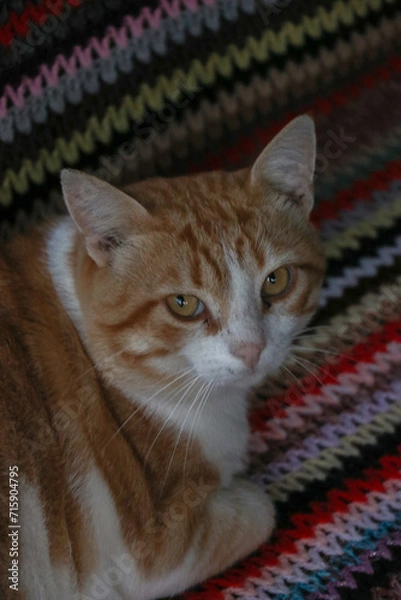Fototapeta portrait of a cat