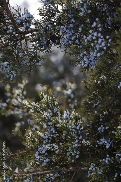 Fototapeta pine forest in winter
