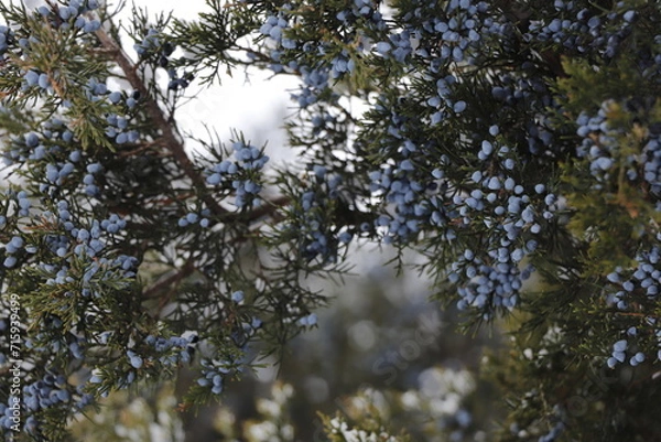 Obraz pine forest in winter