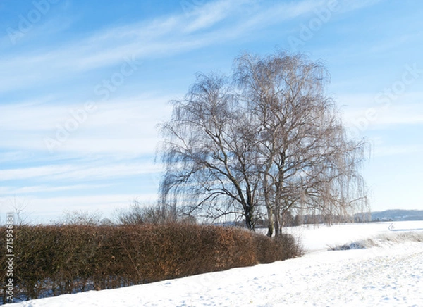 Fototapeta tree with hedge in winter landscape