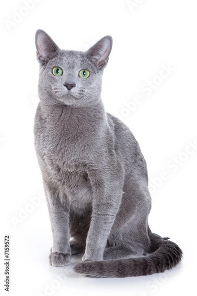 Fototapeta Russian Blue cat on white