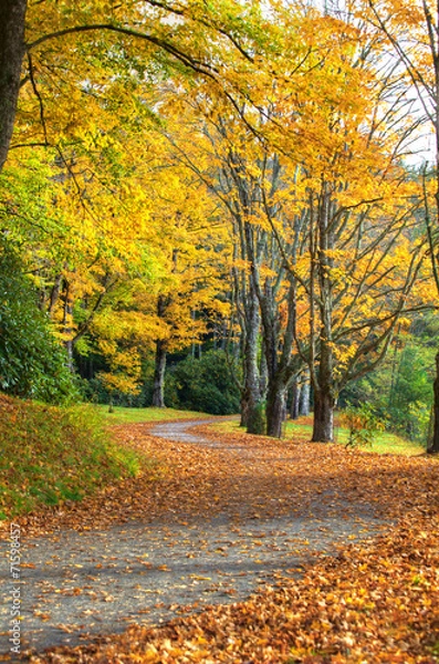 Obraz Yellow leaves falling