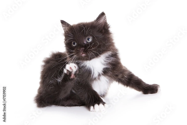 Fototapeta Kuril Bobtail kitten on white