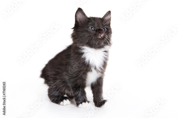Fototapeta Kuril Bobtail kitten on white