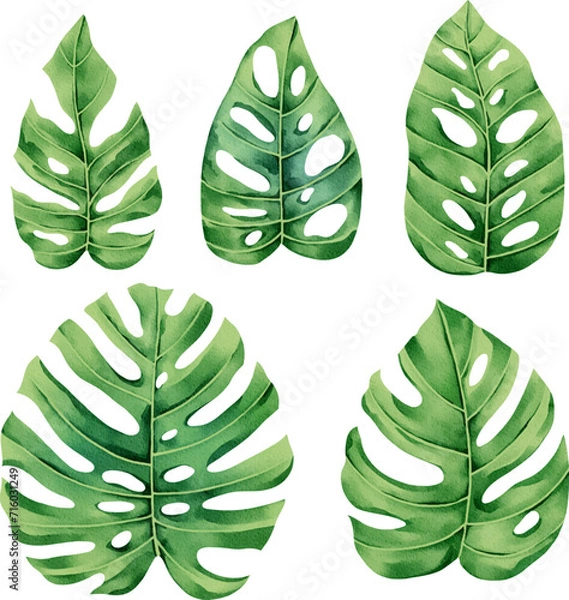 Fototapeta set of illustrations of tropical leaves, elements suitable for summer fabric print patterns
