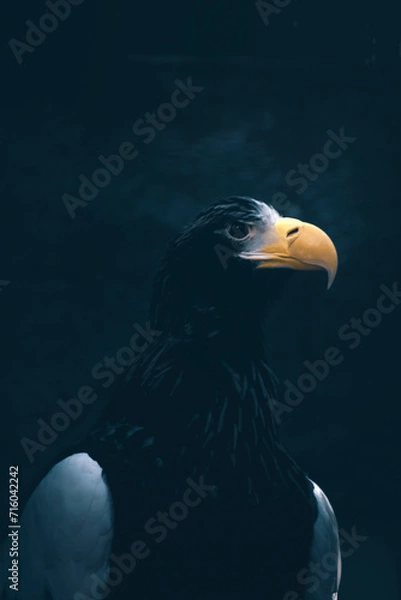 Obraz eagle gazing away