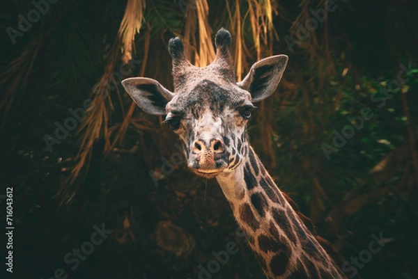 Obraz giraffe in the zoo