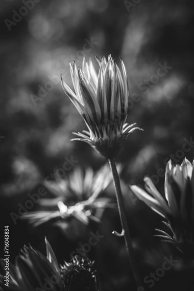 Obraz flower in the wind