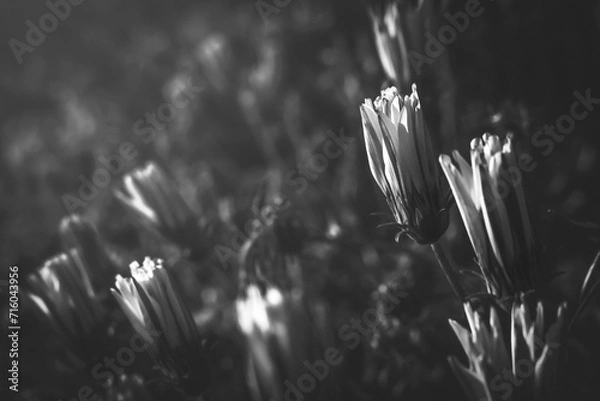 Obraz grass and flowers