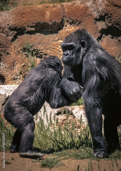 Obraz Gorilla and child