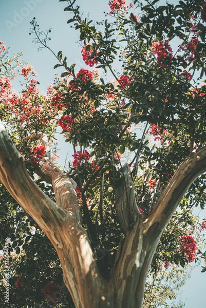 Obraz tree in the park