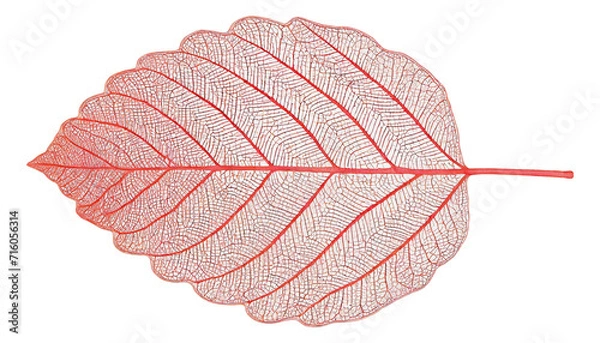 Fototapeta Leaf Structure Skeletons with Veins, x-ray art, red