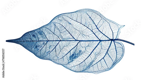 Obraz Leaf Structure Skeletons with Veins, x-ray art, blue