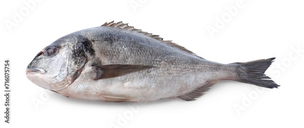 Obraz Fresh raw dorado fish isolated on white