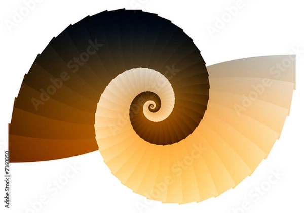 Obraz Abstract Shell