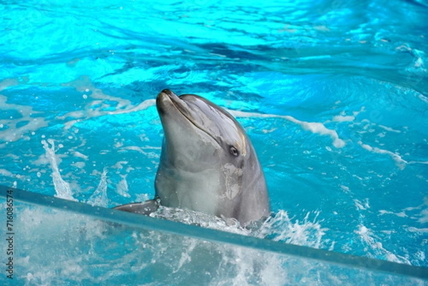 Obraz ミナミバンドウイルカ　ミナミハンドウイルカ , indopacific bottlenose dolphin