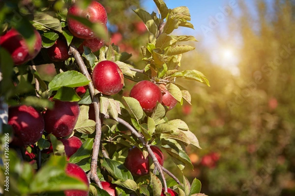 Fototapeta red apples on the trees in the orchard