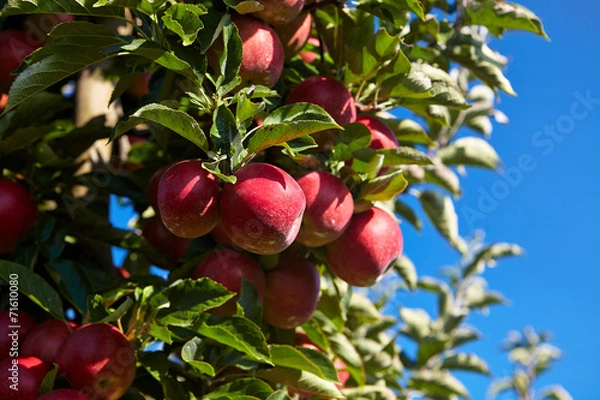 Fototapeta red apples on the trees in the orchard