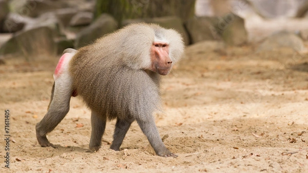 Obraz samiec pawiana hamadryas