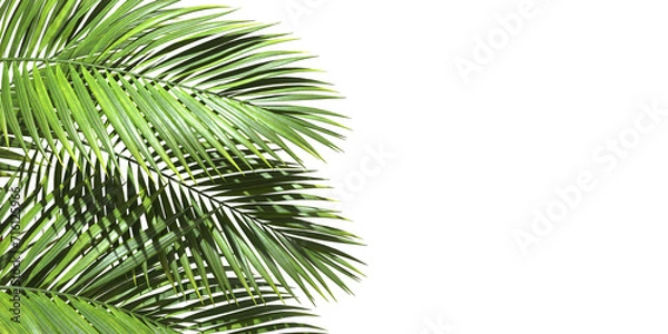 Fototapeta Palm trees leaves realistic with copy space on transparent backgrounds 3d rendering png