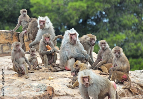 Obraz Colonia di babbuini con prole