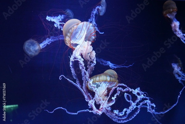 Fototapeta ライトアップされたクラゲ　ジェリーフィッシュ