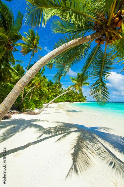 Fototapeta Rest in Paradise - Malediven - Palme, Palmenschatten, Himmel und