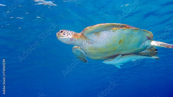 Fototapeta A Green Turtle Swims With An Attached Remora In Curacao