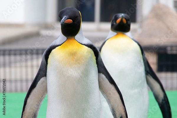 Fototapeta オウサマペンギンを正面から / King Penguin front view