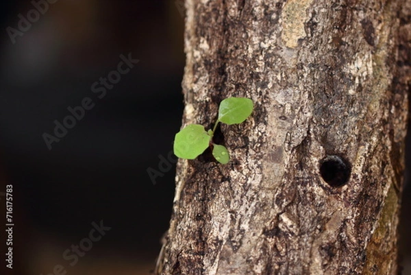 Obraz 逞しい雑草