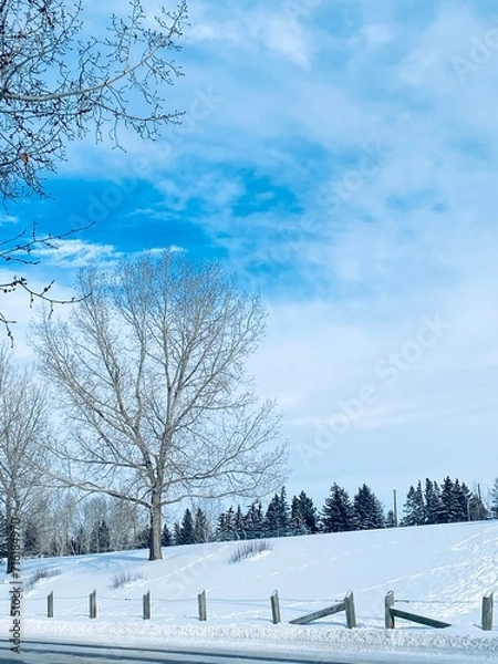 Obraz winter landscape with snow covered trees
