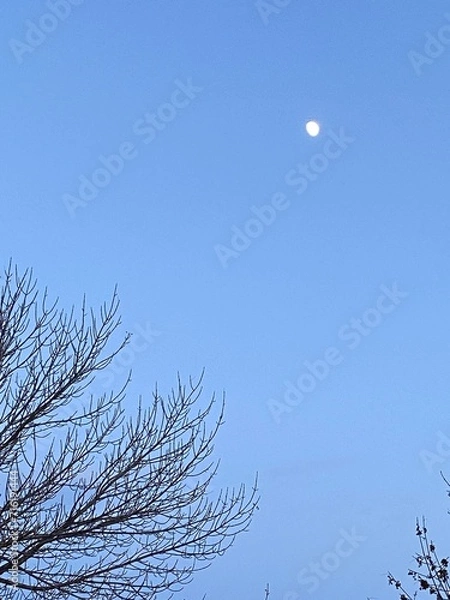 Obraz moon and tree