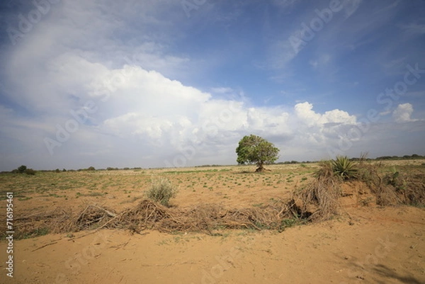 Obraz tree in the field