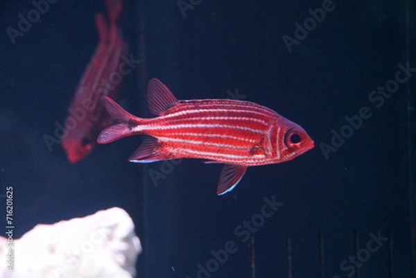 Obraz カラフルな海水魚 ハワイアンリスフィッシュ　ストライプフィッシュ