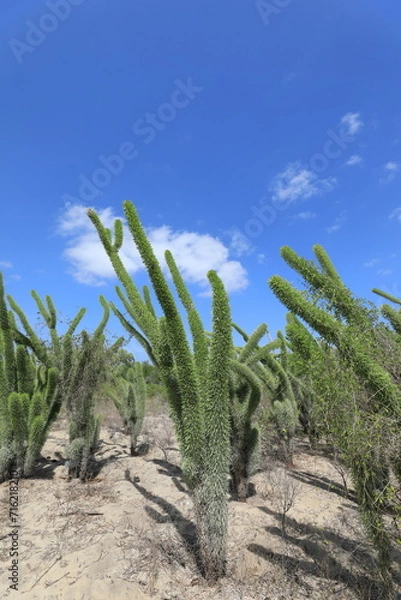 Obraz cactus in desert