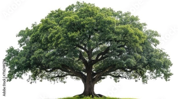 Fototapeta big tree isolate on white background