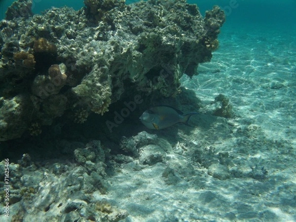 Obraz Sharm el Sheickh