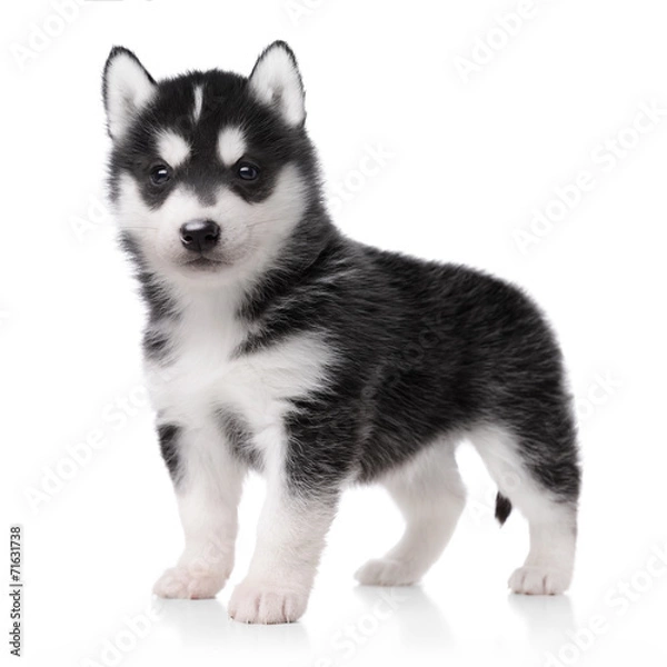 Fototapeta Cute little husky puppy isolated on white background