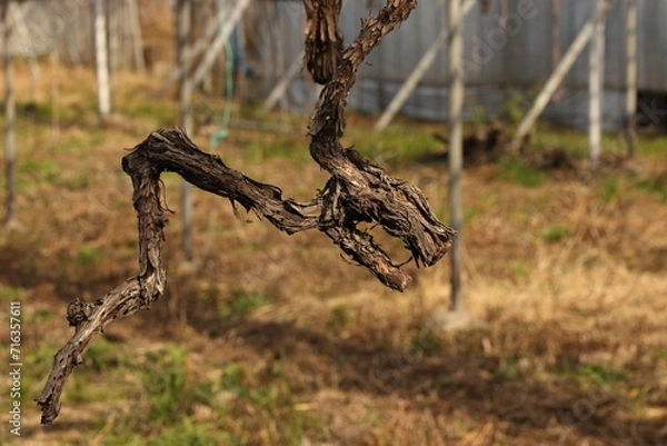 Obraz ドラゴンに見える古木