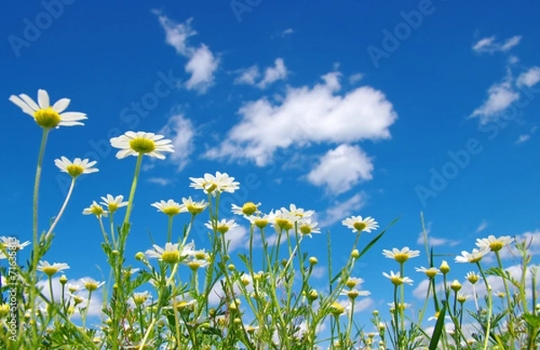 Obraz White camomiles