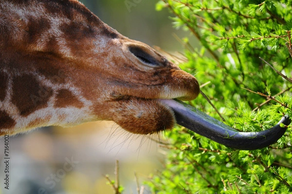 Obraz Giraffe Tongue