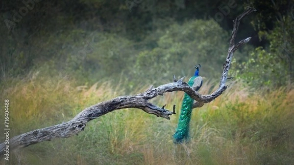 Fototapeta A landscape of Jim Corbett National Park , with a peacock seated on a tree trunk