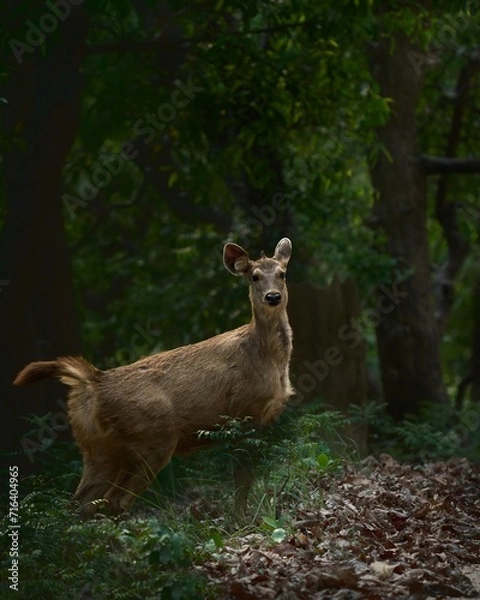 Fototapeta A Sambar Deer looking at the camera seen in the jungles of Jim Corbett National PArk 