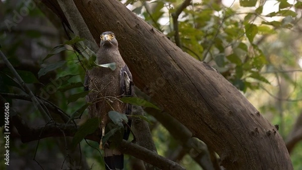 Fototapeta Serpentine Eagle seated on a branch of the jungles of Jim Corbett National Park, India 